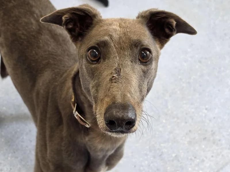 Cam, male 5yo Greyhound for adoption at Dogs Trust Cardiff, Cardiff