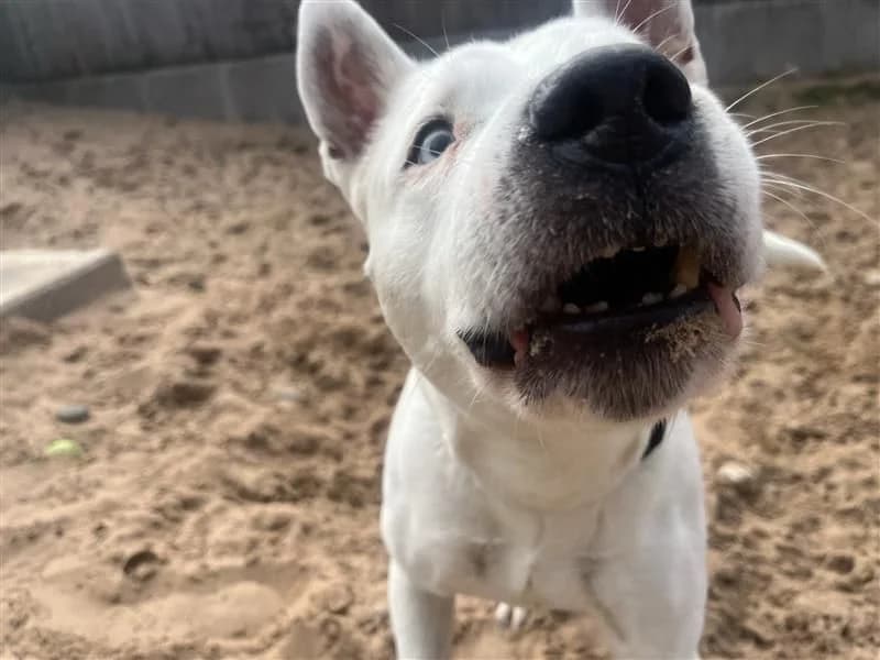 Blue, female senior mixed breed for adoption at Dogs Trust Cardiff, Cardiff