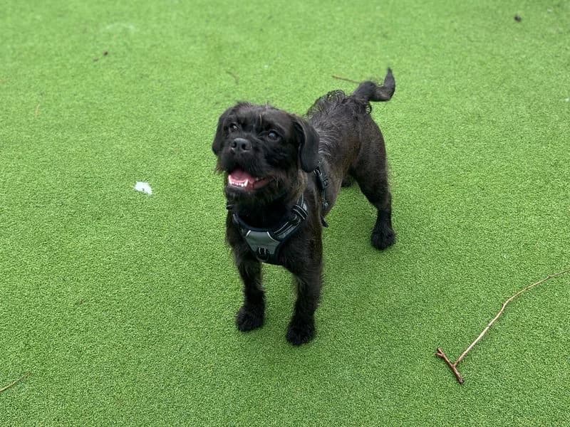 Winter, female young Cocker Spaniel for adoption at Dogs Trust Cardiff, Cardiff