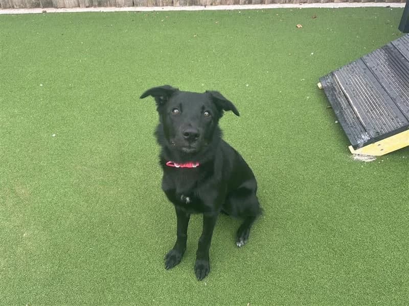 Uma, female puppy Border Collie for adoption at Dogs Trust Cardiff, Cardiff