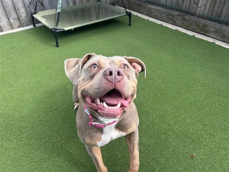 Nelly, female 3yo English Bulldog for adoption at Dogs Trust Cardiff, Cardiff