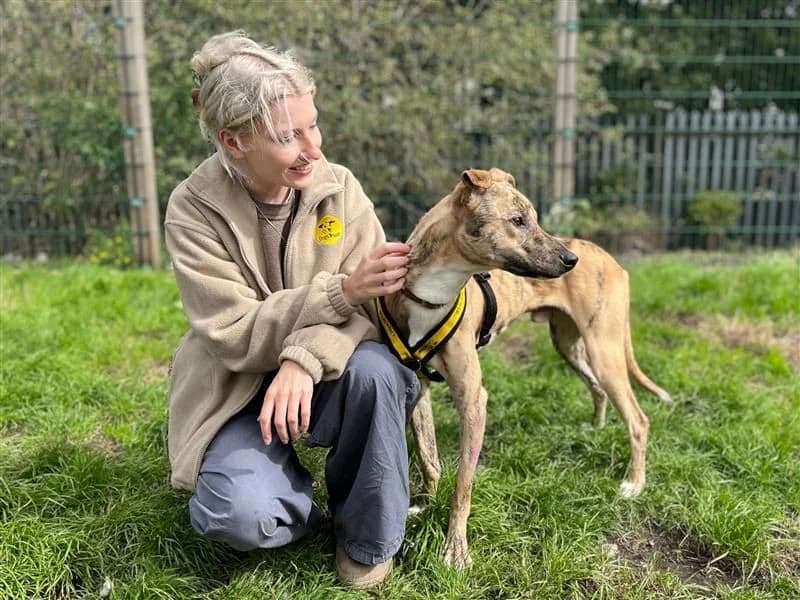 Ben & Jerry, male young Lurcher for adoption at Dogs Trust Cardiff, Cardiff