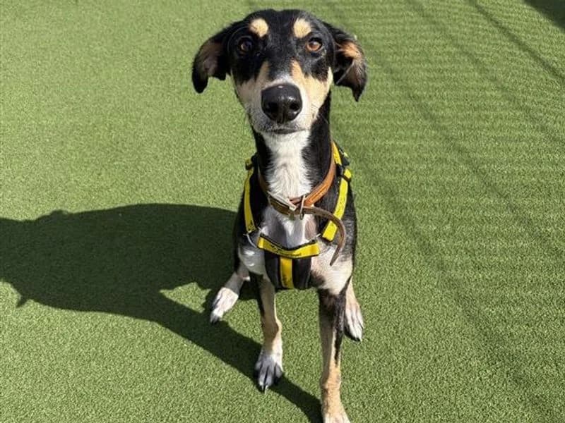 Solar, male 3yo Lurcher for adoption at Dogs Trust Cardiff, Cardiff