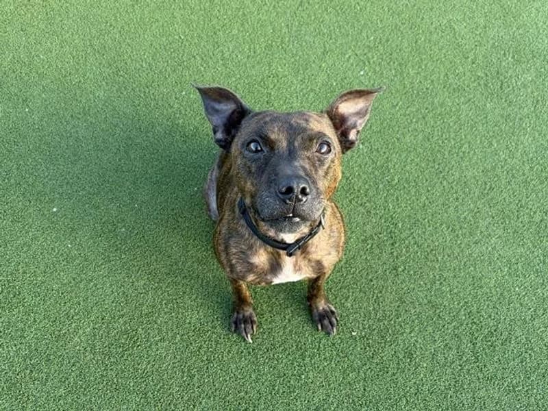Pippa, female senior Staffordshire Bull Terrier for adoption at Dogs Trust Cardiff, Cardiff