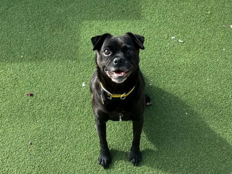 Olive, female senior Pug for adoption at Dogs Trust Cardiff, Cardiff