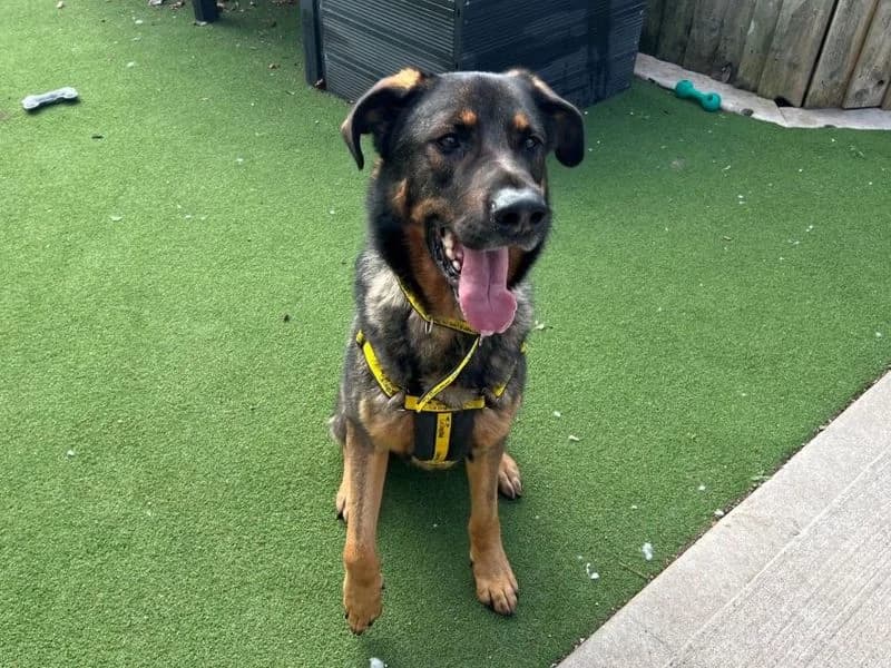 Bramble, male 7yo mixed breed for adoption at Dogs Trust Cardiff, Cardiff