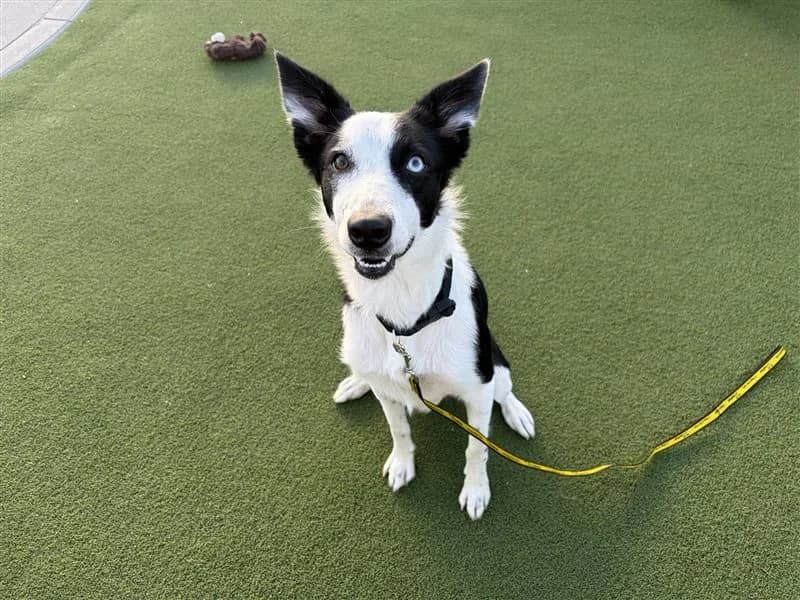 Reggie, male puppy Border Collie for adoption at Dogs Trust Cardiff, Cardiff