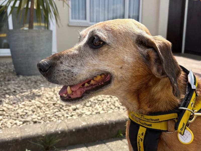 Ruby, female senior Beagle for adoption at Dogs Trust Basildon, Wickford