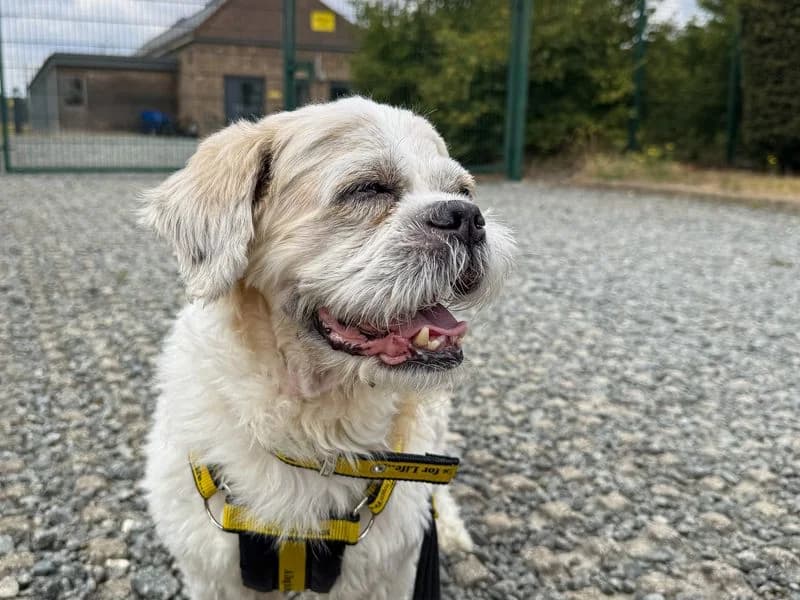 Moose, male senior Shih Tzu for adoption at Dogs Trust Basildon, Wickford