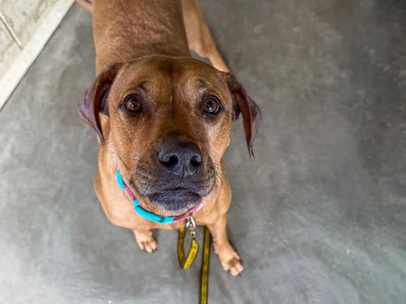 Twiglet, female 6yo Vizsla for adoption at Dogs Trust Basildon, Wickford