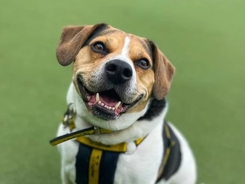 Ronnie, male 7yo Beagle for adoption at Dogs Trust Basildon, Wickford