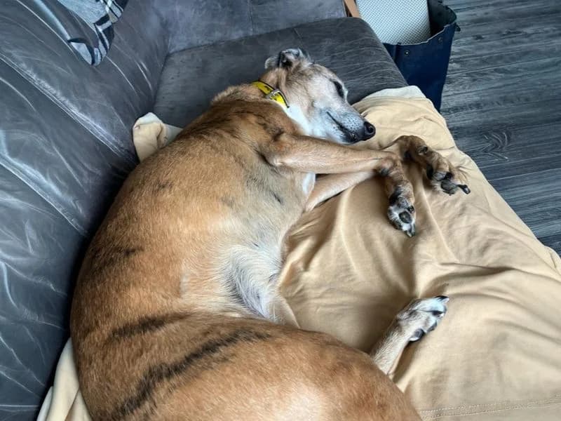 Bess, female senior mixed breed for adoption at Dogs Trust Basildon, Wickford
