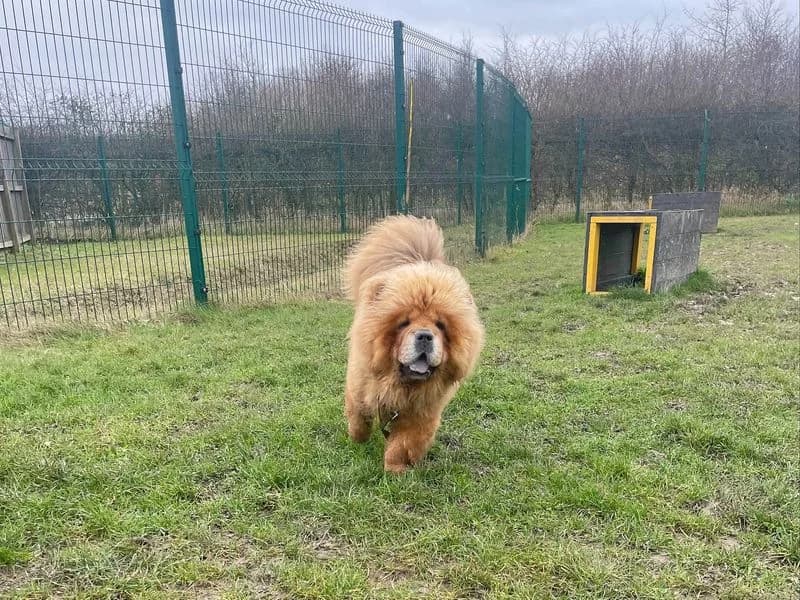 Coco, female 3yo Chow Chow for adoption at Dogs Trust Basildon, Wickford