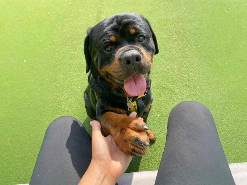 Hudson, male 3yo Rottweiler for adoption at Dogs Trust Basildon, Wickford