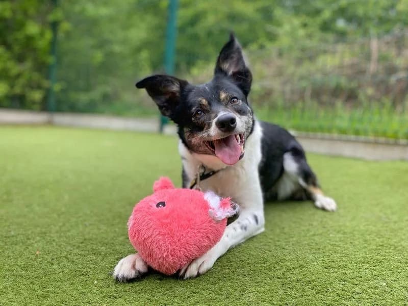 Poppy Flower, female 3yo Collie for adoption at Dogs Trust Basildon, Wickford
