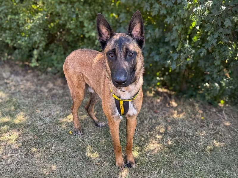 Zeus, male young Belgian Malinois for adoption at Dogs Trust Basildon, Wickford