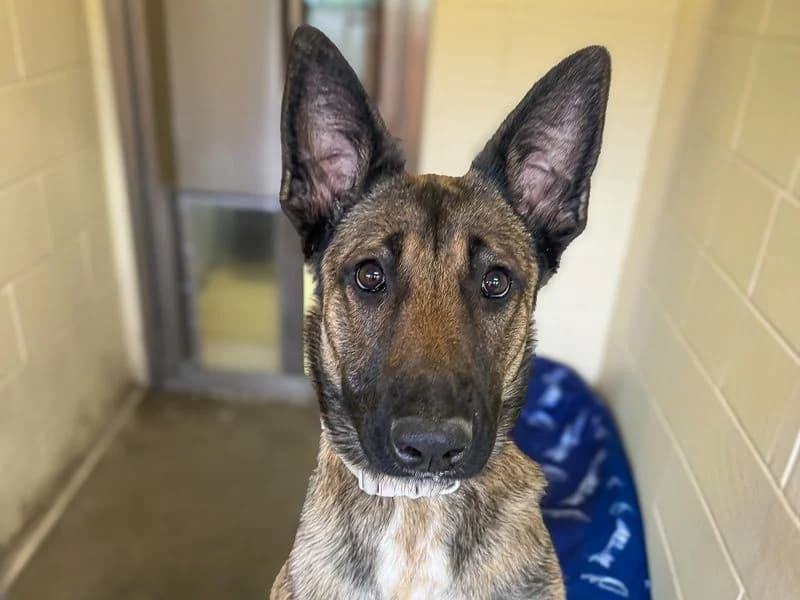 Ladybird, female young Belgian Malinois for adoption at Dogs Trust Basildon, Wickford