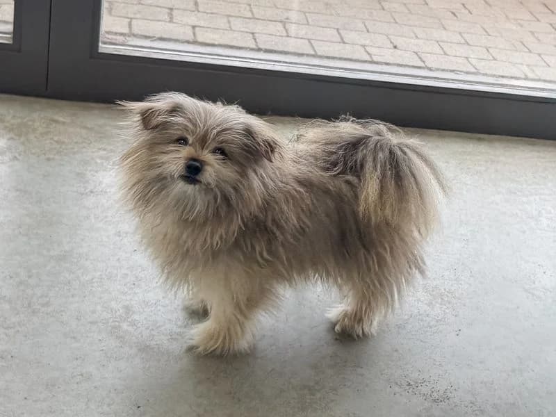 Theodore, male senior Pomeranian for adoption at Dogs Trust Basildon, Wickford