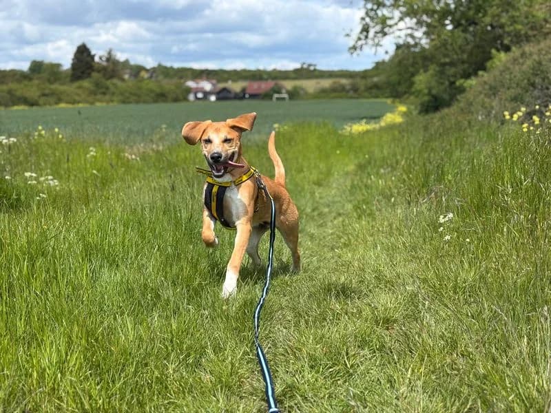Harley, male puppy Mixed Breed for adoption at Dogs Trust Basildon, Wickford