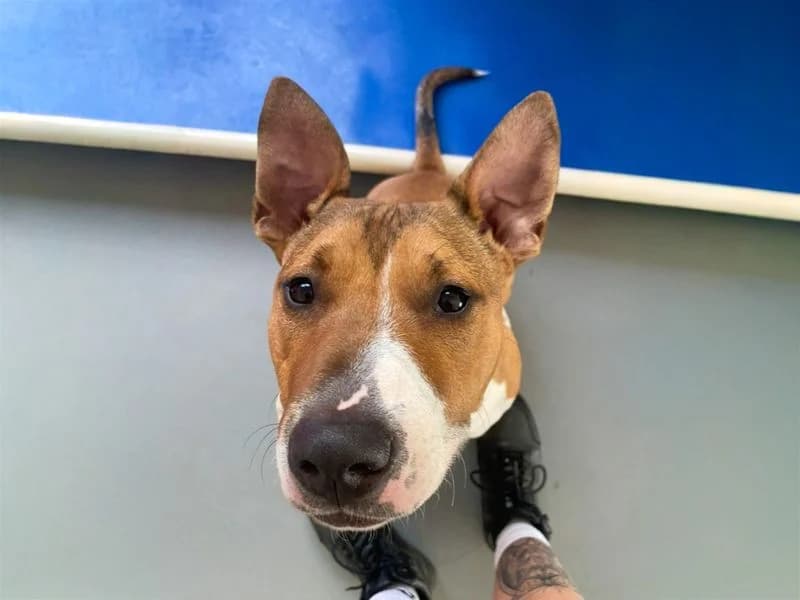 Jax, male young mixed breed for adoption at Dogs Trust Basildon, Wickford