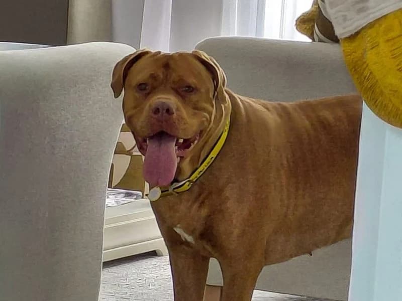 Zola, female young mixed breed for adoption at Dogs Trust Basildon, Wickford