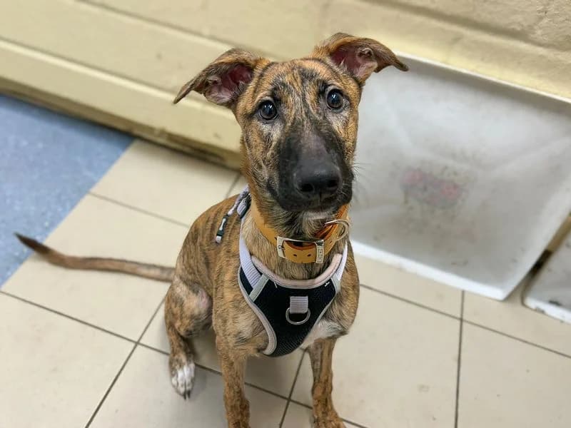 Mocha, female puppy mixed breed for adoption at Dogs Trust Basildon, Wickford