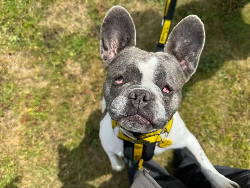 Lola, female 5yo English Bulldog for adoption at Dogs Trust Basildon, Wickford