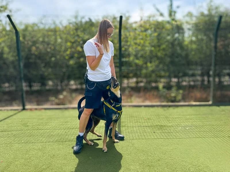 Ajax, male young Doberman for adoption at Dogs Trust Basildon, Wickford