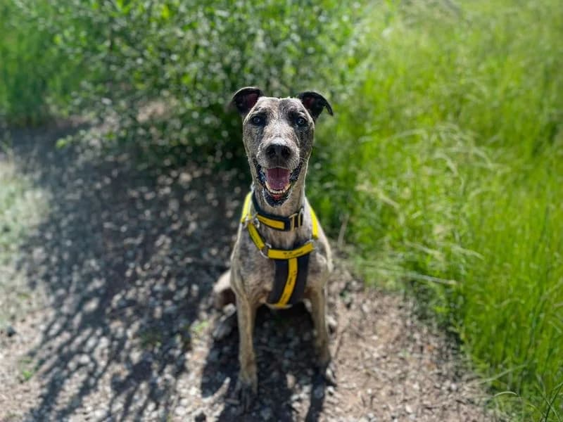 Phillip, male 7yo mixed breed for adoption at Dogs Trust Basildon, Wickford