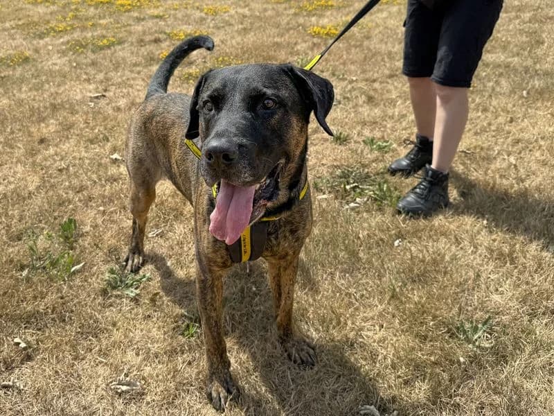 Maximus, male 6yo Mastiff for adoption at Dogs Trust Basildon, Wickford