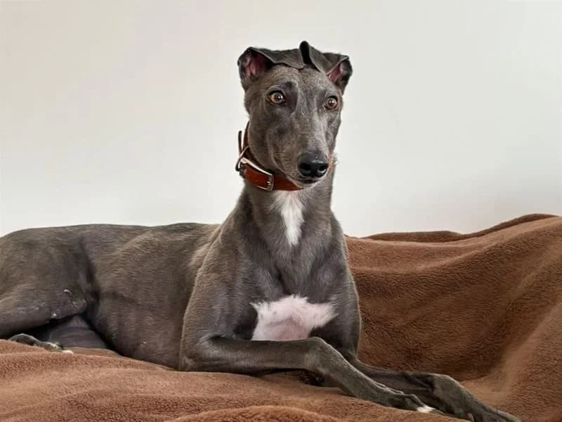 Rosa, female young Greyhound for adoption at Dogs Trust Basildon, Wickford