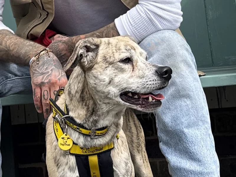 Max, male 3yo Staffordshire Bull Terrier for adoption at Dogs Trust Basildon, Wickford
