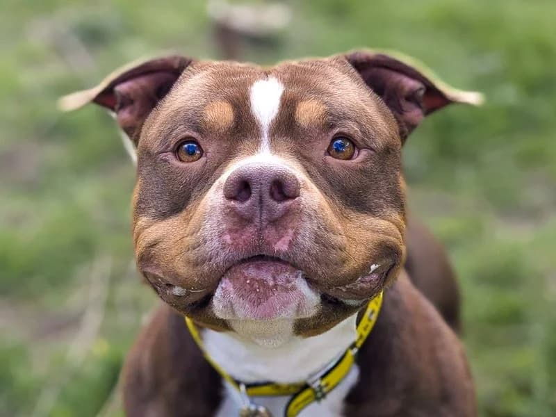 Ty, male 5yo mixed breed for adoption at Dogs Trust Basildon, Wickford