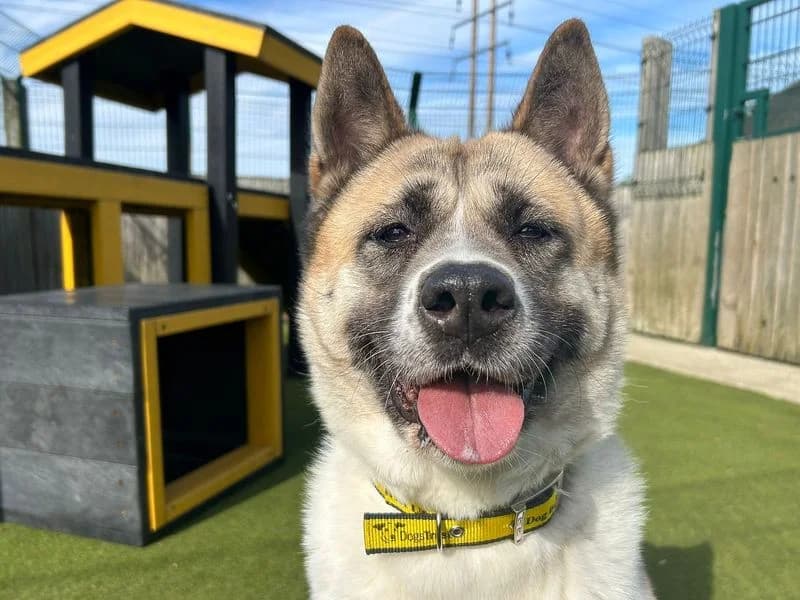 Chanel, female 7yo Akita for adoption at Dogs Trust Basildon, Wickford