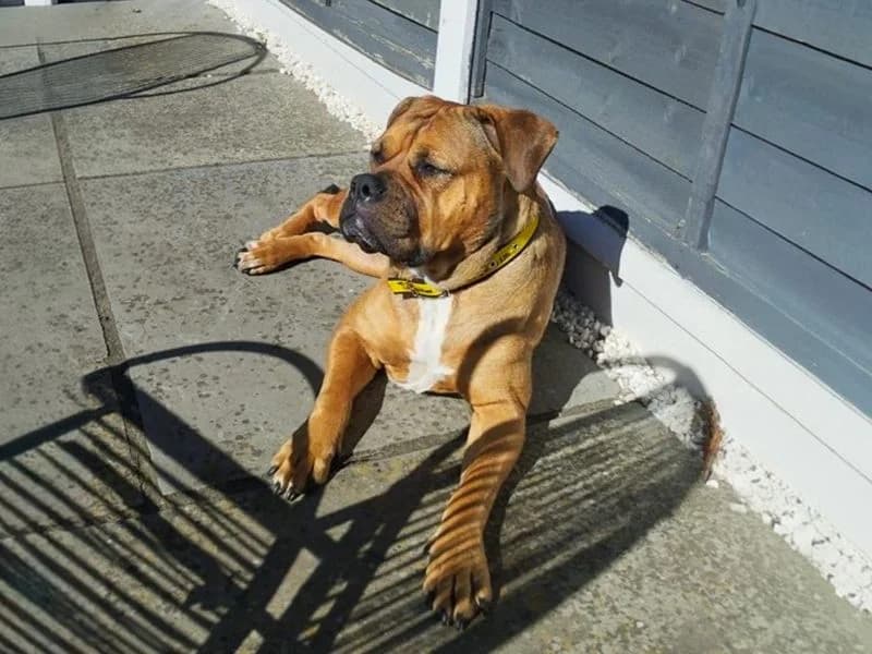 Red, female 6yo Mastiff for adoption at Dogs Trust Basildon, Wickford