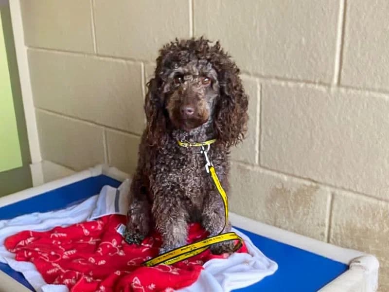 Leia, female young Poodle for adoption at Dogs Trust Basildon, Wickford