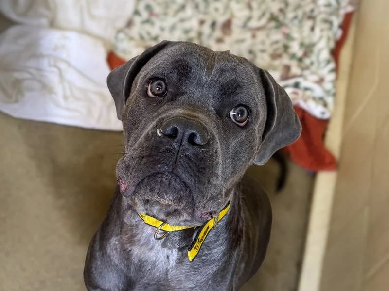 Angel (Pink), female young Cane Corso for adoption at Dogs Trust Basildon, Wickford