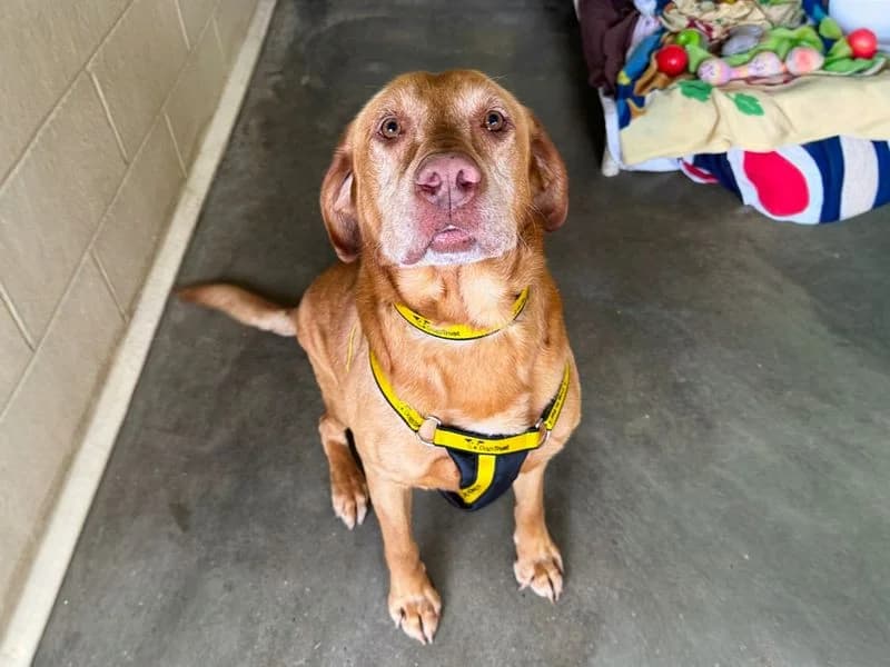 Podrick, male 3yo Labrador Retriever for adoption at Dogs Trust Basildon, Wickford
