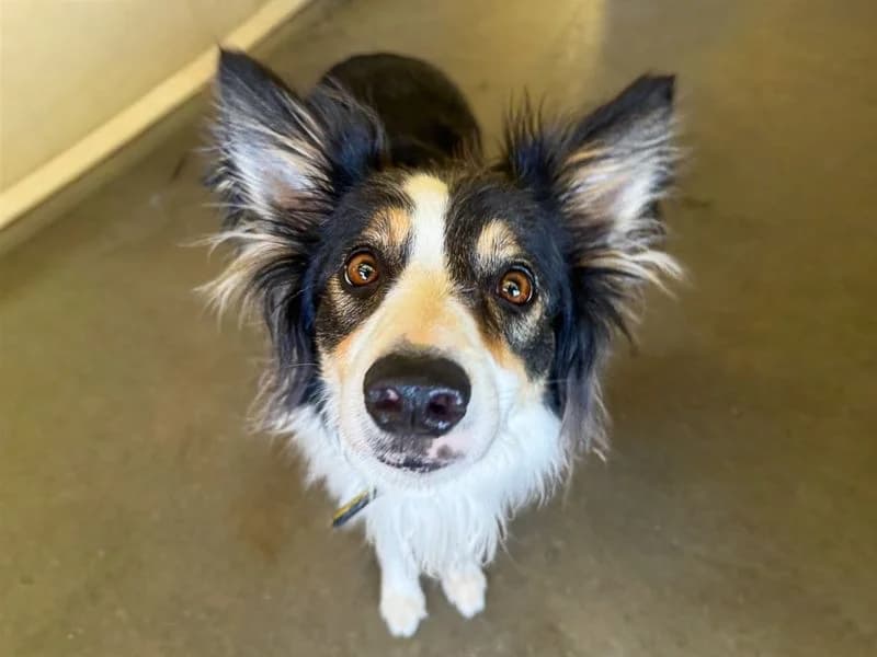 Roxy, female 4yo Border Collie for adoption at Dogs Trust Basildon, Wickford