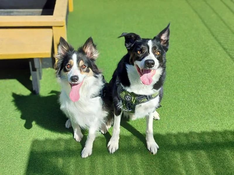 Riley, male 5yo Border Collie for adoption at Dogs Trust Basildon, Wickford