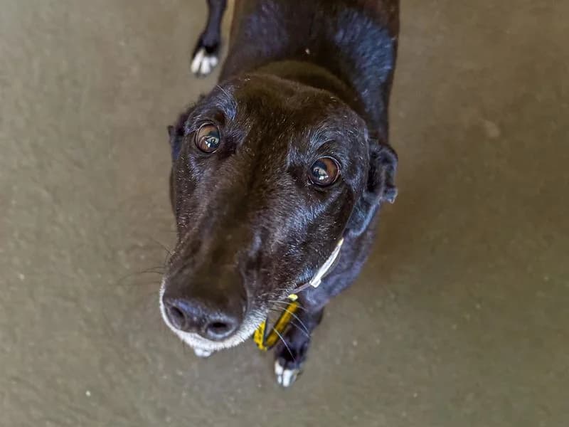 Quartz, female 7yo Greyhound for adoption at Dogs Trust Basildon, Wickford