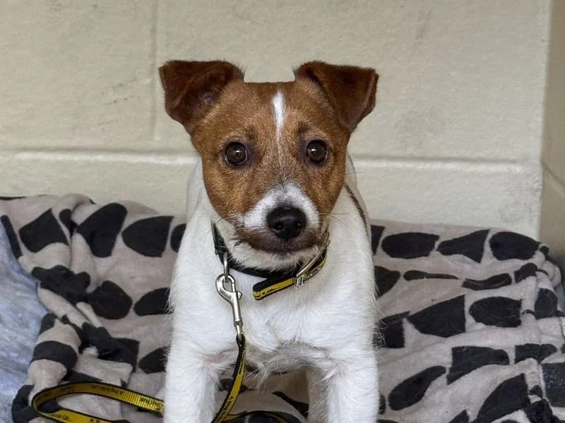 Joey, male young Jack Russell Terrier for adoption at Dogs Trust Basildon, Wickford