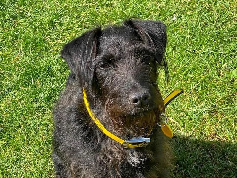 Lilly, female 3yo mixed breed for adoption at Dogs Trust Basildon, Wickford