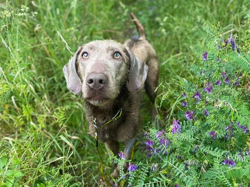 Ziggy, male 3yo Labrador Retriever for adoption at Dogs Trust Basildon, Wickford