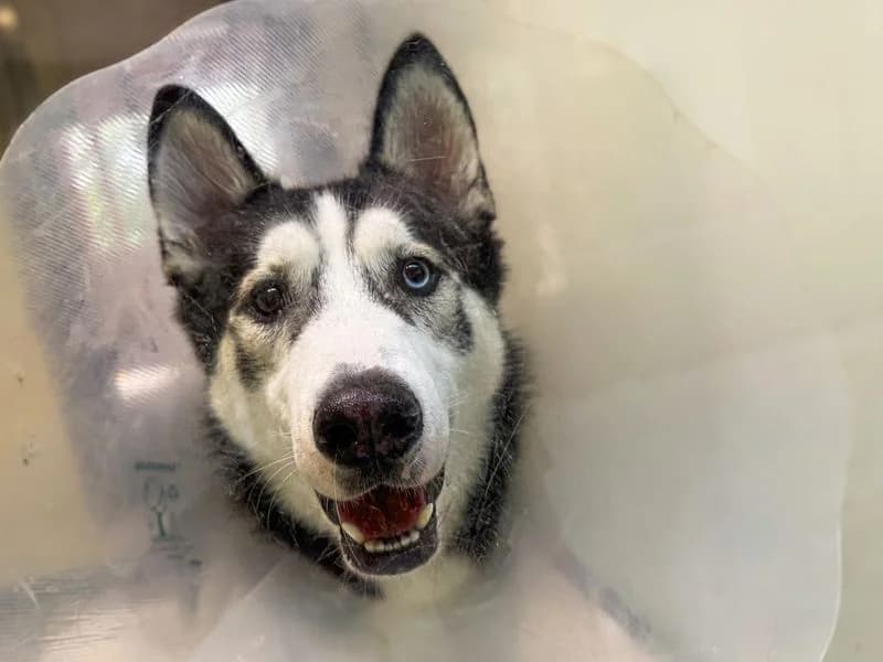 Blaidd, male young Husky for adoption at Dogs Trust Basildon, Wickford