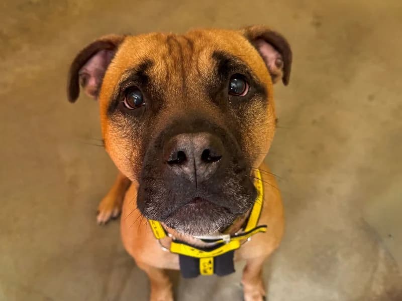 Bowser, male 3yo Staffordshire Bull Terrier for adoption at Dogs Trust Basildon, Wickford