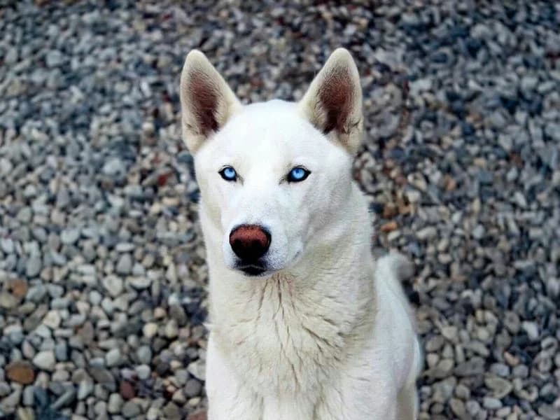 Emma, female 3yo Husky for adoption at Dogs Trust Basildon, Wickford