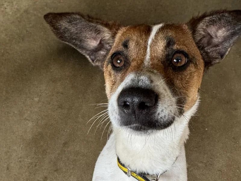 Sue, female young Jack Russell Terrier for adoption at Dogs Trust Basildon, Wickford