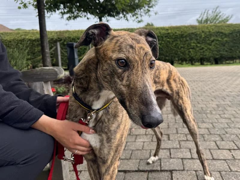 Fred, male 3yo Greyhound for adoption at Dogs Trust Basildon, Wickford