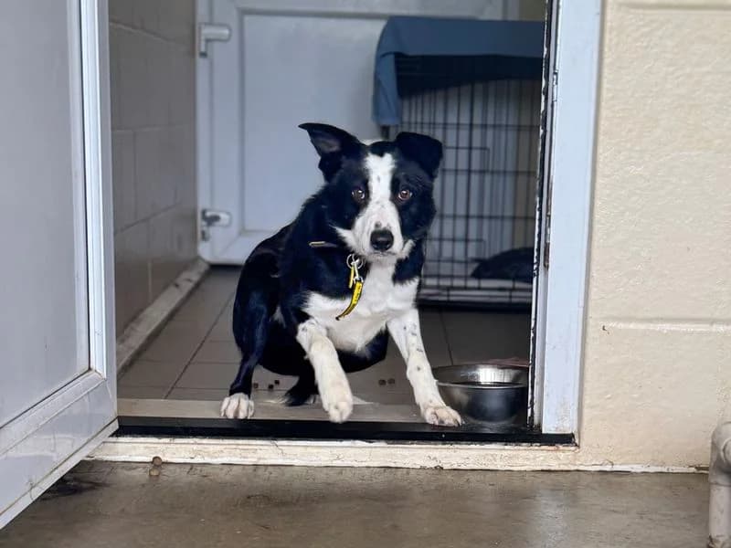 Vimto, male 3yo Border Collie for adoption at Dogs Trust Basildon, Wickford